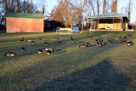 Muslim Community Center (MCC), Silver Spring, MD, United States, 2016-1-3, 